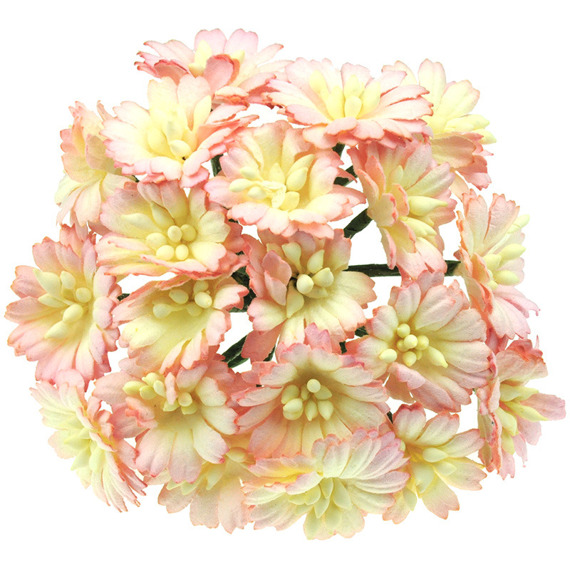 50 2-TONE CHAMPAGNE PINK COSMOS DAISY STEM FLOWERS