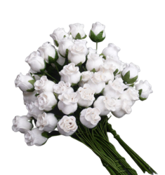 50 WHITE HIP ROSEBUDS