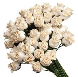 50 DEEP IVORY HIP ROSEBUDS