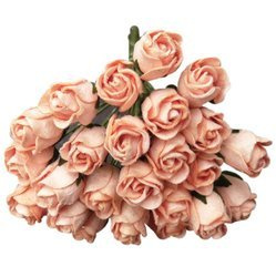 50 PEACH HIP ROSEBUDS