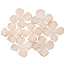 100 PALE PEACH HYDRANGEA BLOOMS 50MM