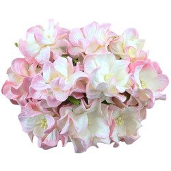 25 2-TONE BABY PINK IVORY GARDENIAS 3,5CM