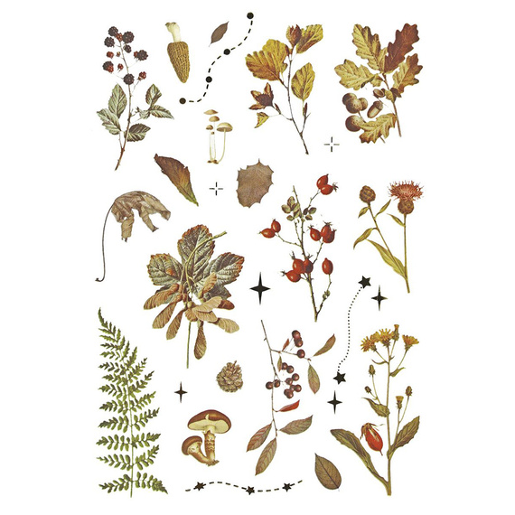 Stickers foil - Mushrooms, cones, leaves