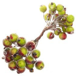 Frosted red-green berries of mountain ash